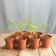 Metasequoia glyptostroboides — young pre-bonsai (dawn redwood): group of seed-grown seedlings in pots