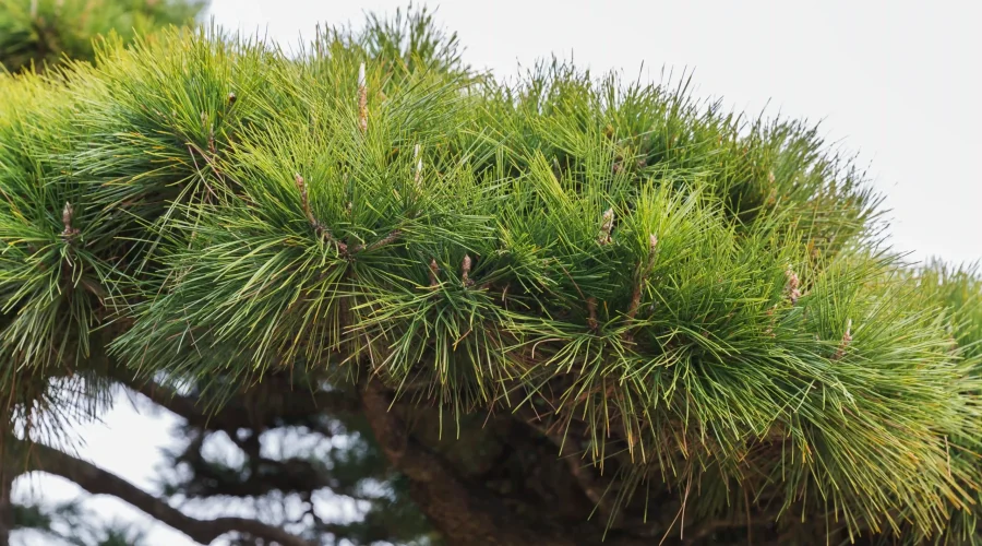 Mugo Pine bonsai with dense green needles in a sunlit garden.