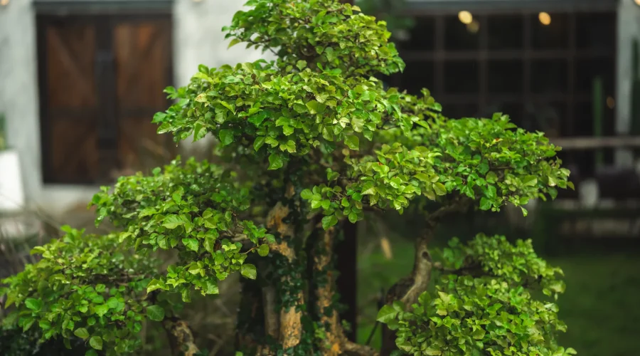 Bonsai di Ligustrum vulgaris denso, con chioma stratificata e ramificazione fine.
