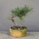 Small mugo pine (Pinus mugo) bonsai, about 6 years, front