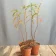 Taxodium distichum bonsai (Bald Cypress) young pre-bonsai plants