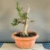 Yew (Taxus baccata) bonsai with deadwood, about 20 years, front