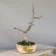 Lime bonsai (Tilia cordata, small-leaved lime), about 5 years, view 4