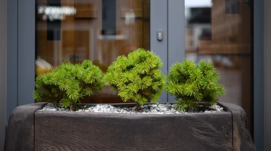 Gruppo di bonsai di Pino Mugo in una fioriera in legno all’aperto.